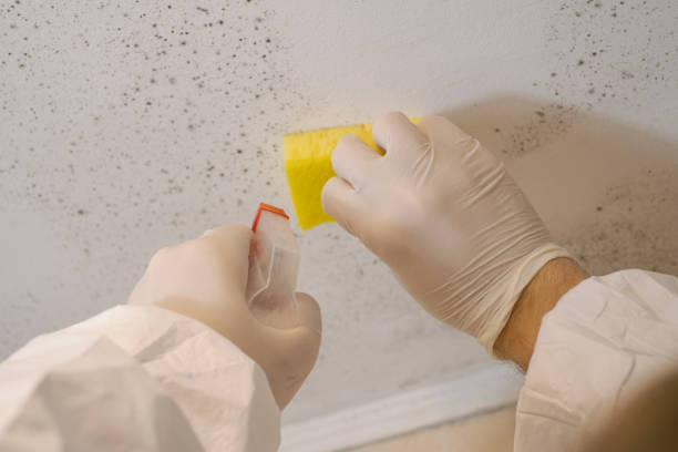 Biohazard Mold Removal in Seville, OH